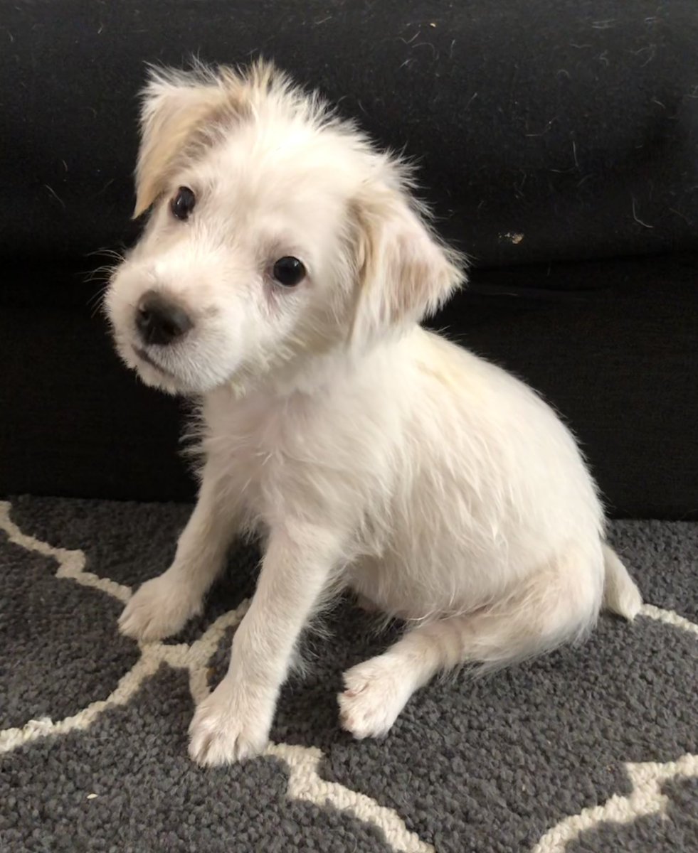 DekeHenriFurry's tweet photo. Throwback to July 2, 2019 when I first made the scene! 
~ Deke🐾
#TherapyDog
#PawYouNeedIsLove
#ThrowbackThursday https://t.co/e1xz9j7aSx