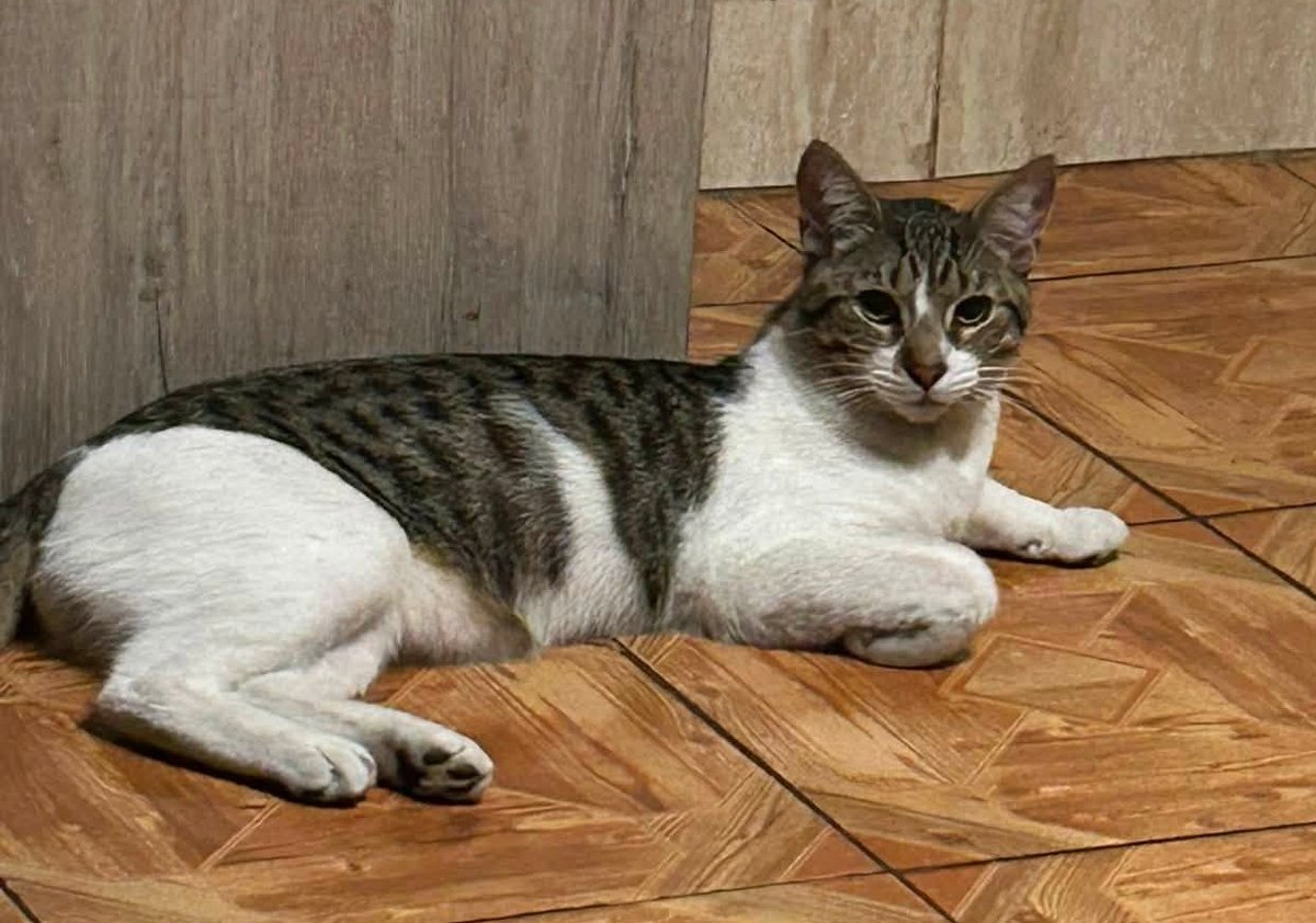 eltuitdemarsh's tweet photo. Buscan a Jack, perdido en camino 6 poniente, Talcahuano. Tiene 9 meses, está castrado y lleva un collar azul. Si alguien lo ve, por favor retener y comunicarse al +56971720109. Favor RT!
#Talcahuano https://t.co/snDoGesBI2