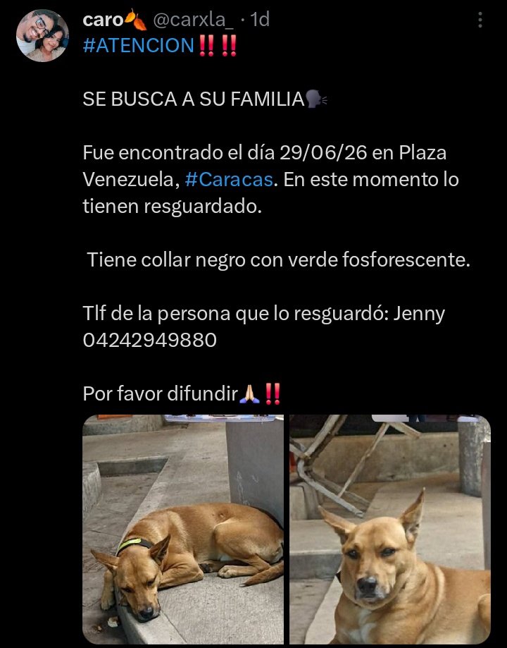 AliceeProAnimal's tweet photo. URGENTE BUSCA SU FAMILIA‼️‼️
ENCONTRADO EN PLAZA VENEZUELA, CARACAS.

TIENE COLLAR NEGRO CON VERDE FOSFORESCENTE.

DIFUNDE POR FAVOR 🐶🐶🐶 https://t.co/MO2bcL3wod
