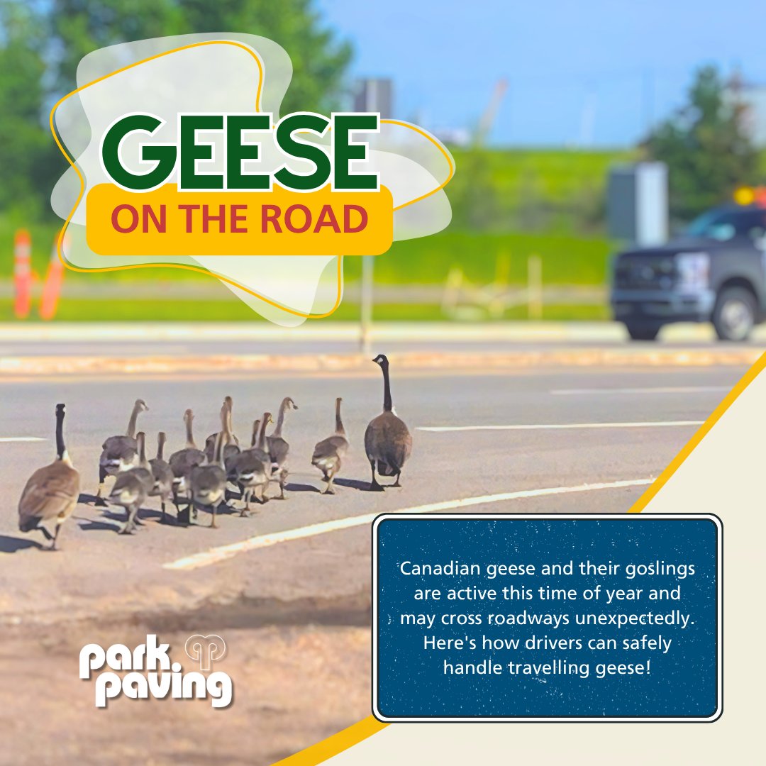 ParkPaving's tweet photo. As the weather continues to improve, it’s important to remember that we’re not the only ones enjoying the nicer travelling conditions! With molting and raising young, most geese will spend more time walking than flying this time of year. https://t.co/iTb5d56JIK