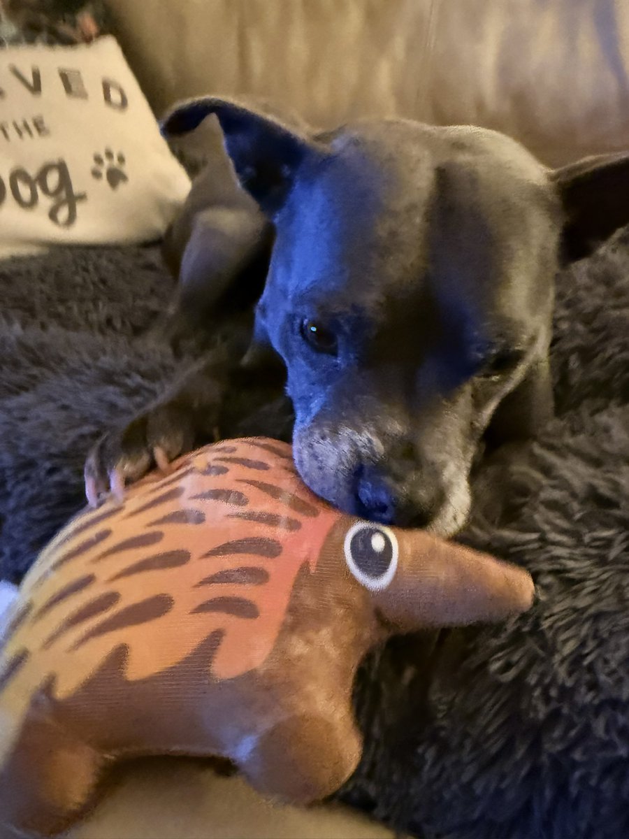 IsaMary2021's tweet photo. This is my porcupine toy Baby Frank gave me yesterday. I love sniffing it as it smells of him ❤️❤️❤️ @JulesAllenxx
#IsaMary #Frank #Frisa #PuppyLove https://t.co/h45NEkzegM