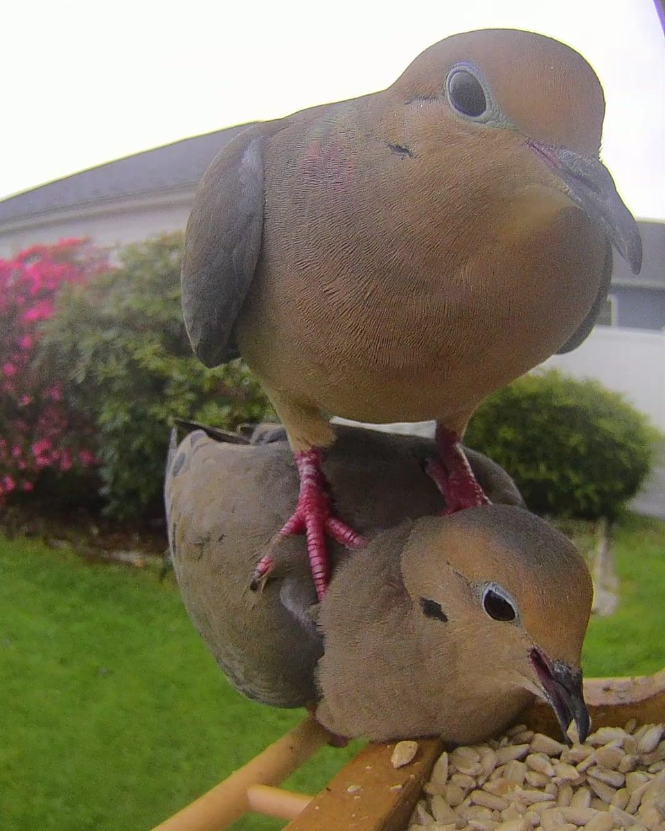 birdscolour56's tweet photo. When you’re trying to eat, but your friend is just… there. 🤦😂 https://t.co/eQJno0AXL6