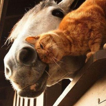 lemonthynecats's tweet photo. the intimidating horse ... 🐞 https://t.co/Xxy55bjuvH