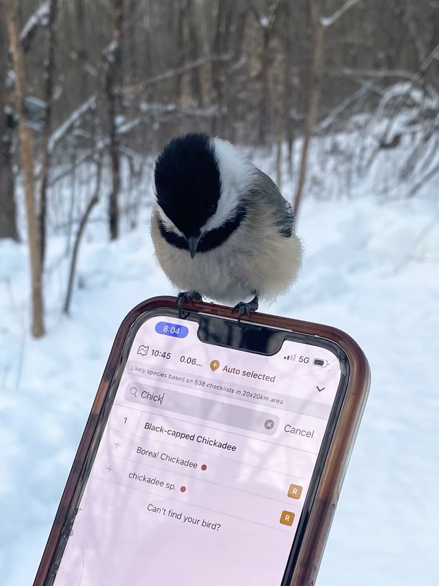 birdscolour56's tweet photo. Genuinely why is he checking my work 😂 https://t.co/zYDYzm6IAk