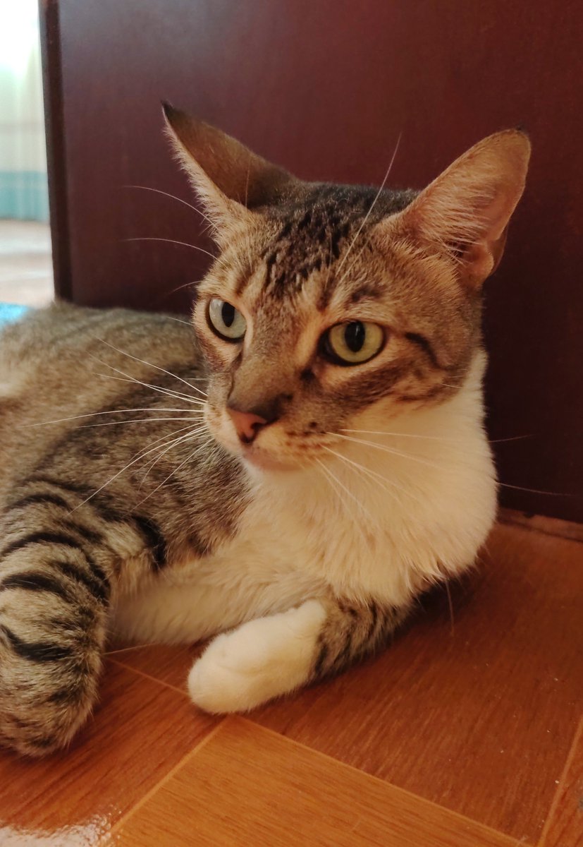 NotiPlay_'s tweet photo. @IGN_es Esta es mi gata Nany.

Estoy seguro que tendrá mucho más cariño y atención que su post ridículo ♥️ https://t.co/zuROjdw5tI