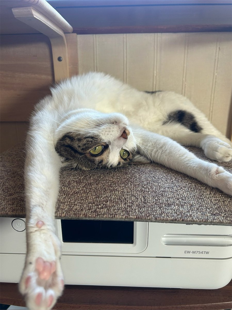 yomo_nagi's tweet photo. あのぉ～…

そこ プリンターの上なんですけどぉ～…😅

#硬い所で寝るのが好きな猫 
#猫のいる幸せ https://t.co/hy9ST11ALo