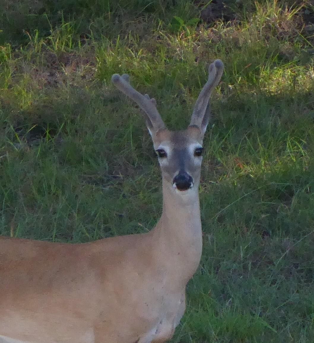 Deerpostss's tweet photo. Why so Y https://t.co/aGDrzWZySG