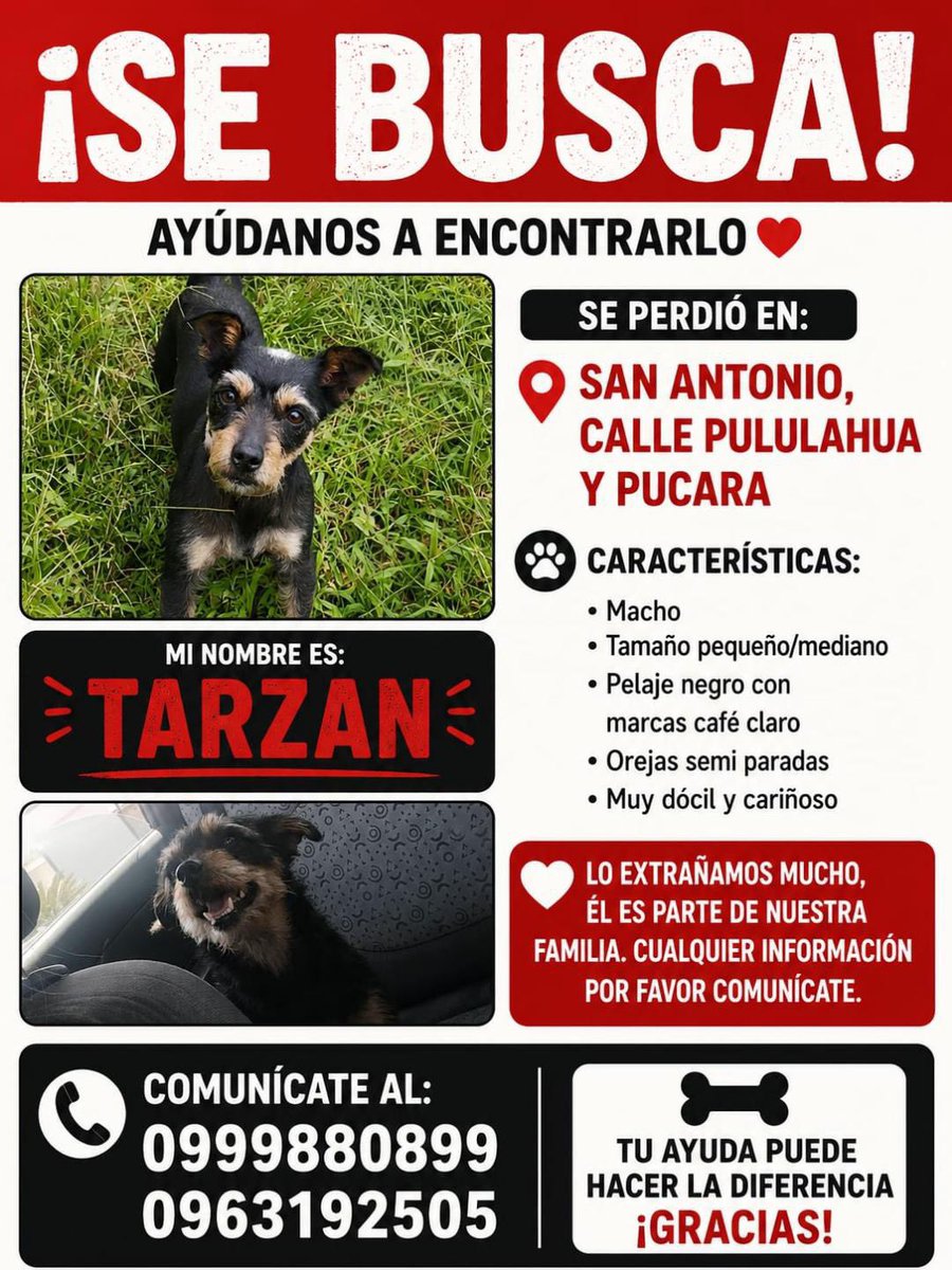 AlertaMePerdi's tweet photo. #PERDIDO #QUITO
Nombre: #Tarzan
Fecha: 2026-06-27
Sector: Norte, Mitad del mundo, sector la Y Calle pululahua y Pucara
Sexo: Macho
Raza: Mestizo
Observación: Tiene manchas cafés
Contacto: 0999880899
¡Ayúdalo a volver con su familia!
 #AlertaMePerdí https://t.co/7sesmgtQvb