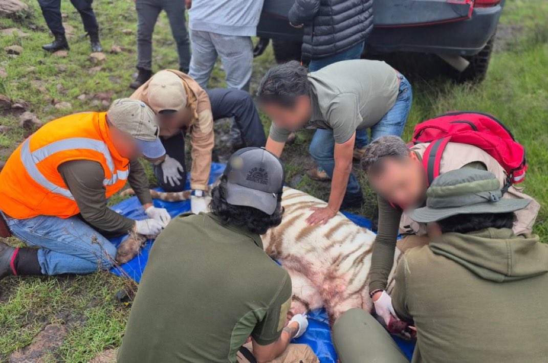 MrElDiablo8's tweet photo. “Durante las maniobras para su sedación y captura, el tigre atacó al personal presente. Debido al riesgo inminente que representaba esta situación, las fuerzas de seguridad que apoyaban el rescate repelieron la agresión. El ejemplar recibió atención médica inmediata; pese a estos esfuerzos, falleció.

Respecto al PIMVS donde se resguardaba este felino, la Profepa realizó una visita de inspección y se detectaron irregularidades en sus instalaciones y en su Plan de Manejo. Por estas razones, se impuso una clausura total temporal al sitio”: @PROFEPA_Mx.

QEPD Kenzo.