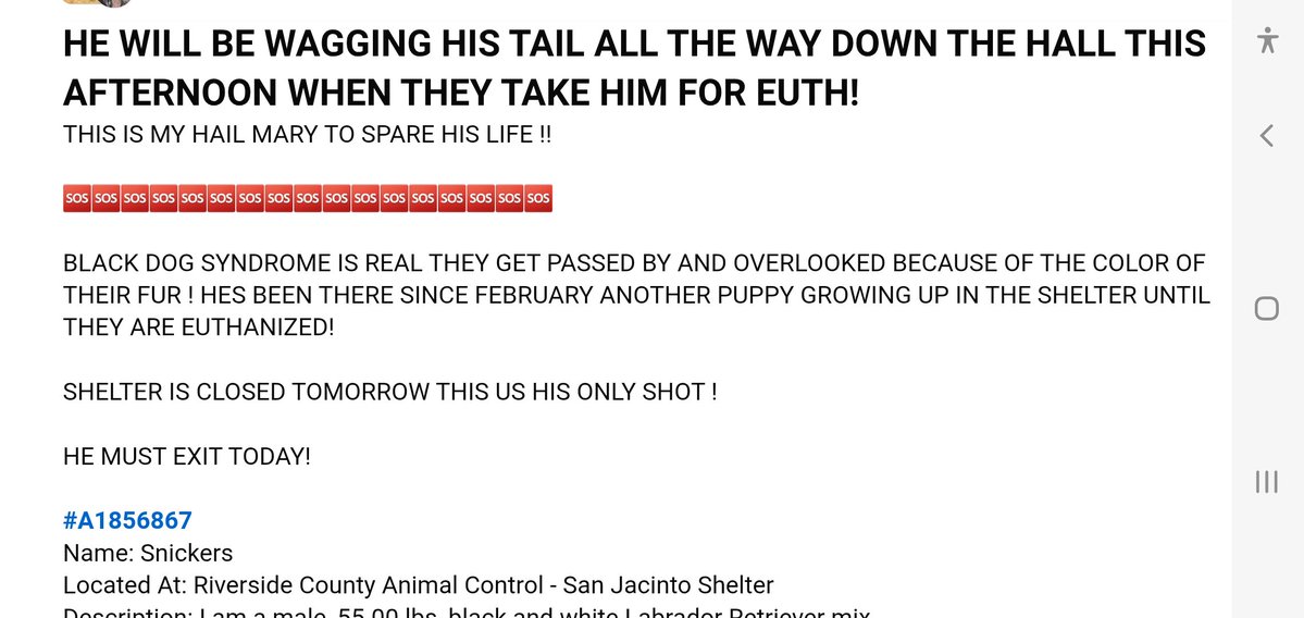 GProspecto30358's tweet photo. @CAgovernor Are you talking for death rates for dogs ?  still enjoy being a top tier euthanizing state? https://t.co/KoCXJFsurU