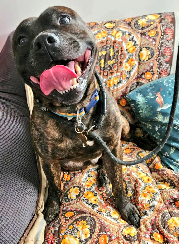 Senior Staffy Club Dog Rescue tweet media