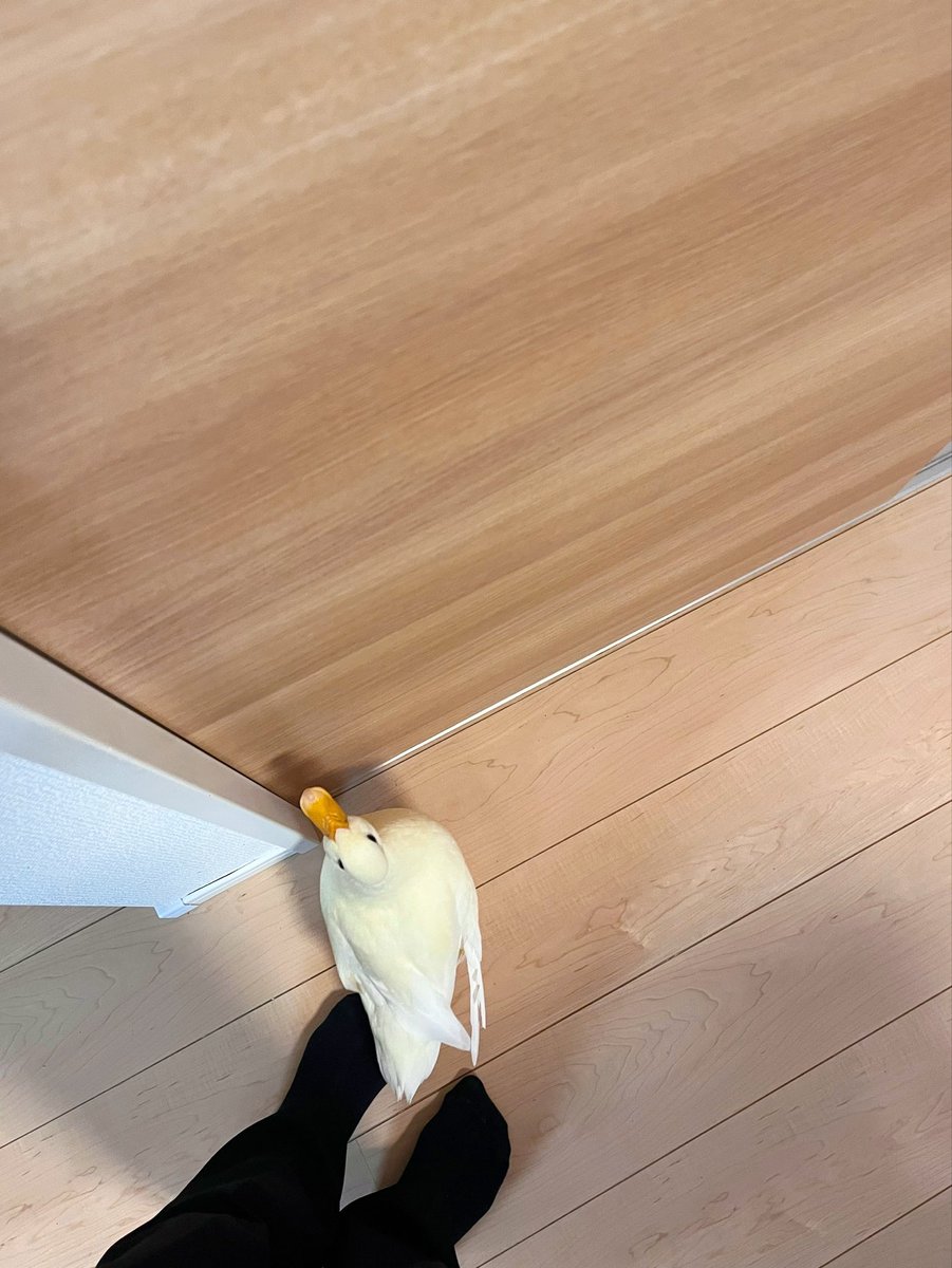 我先に扉の前に立つアヒル