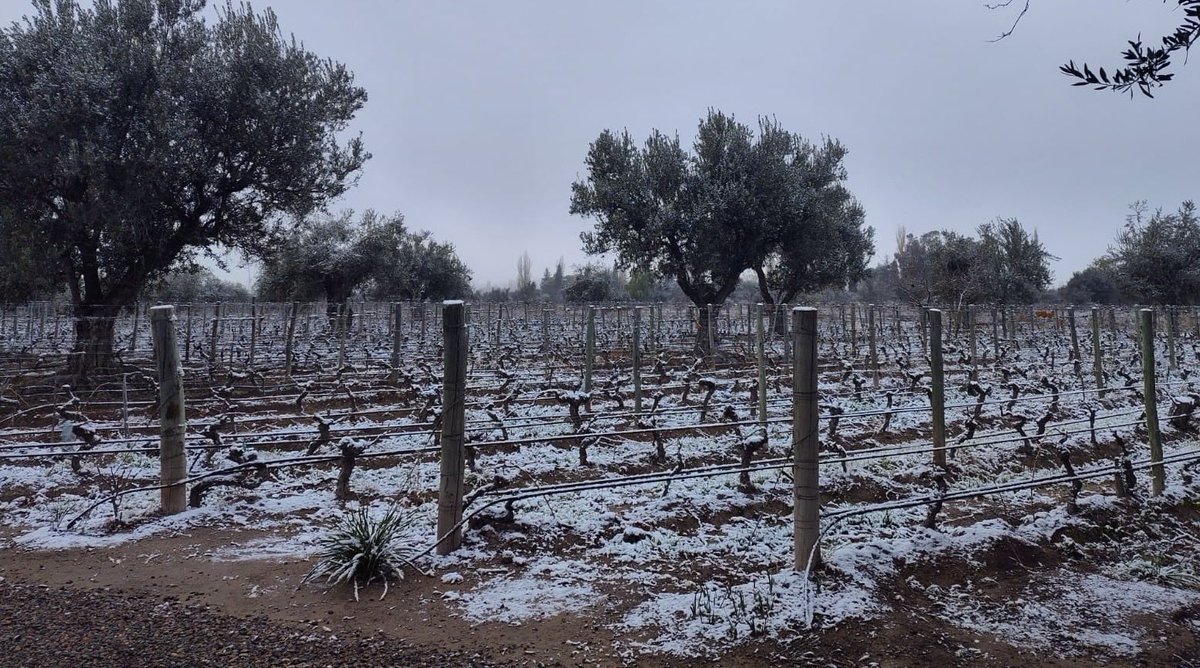 RobertodelaMota's tweet photo. Frío y nieve en el Malbec de 1928 Mayor Drummond, Luján de Cuyo. El viñedo ya está podado y atado. Ahora resta esperar la primavera https://t.co/M67Hr34GYf