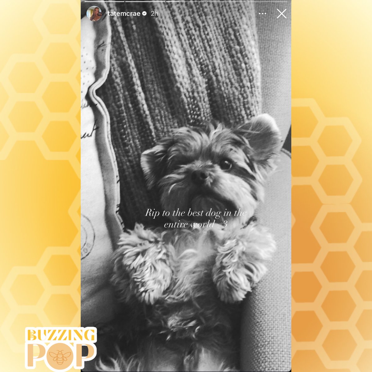 BuzzingPop's tweet photo. Tate McRae reveals her childhood dog, Theo, has passed away. 💔 https://t.co/9L24mBGaqW