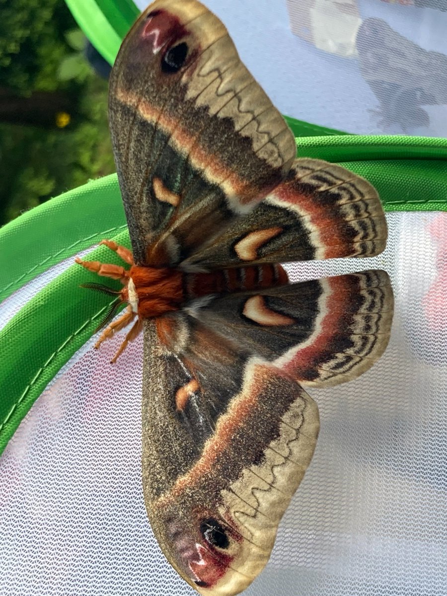 UMassAmherst's tweet photo. You are invited to Moth Night! Open to all ages!

🗓️ Wednesday 7/22 from 8-10:00PM 
📍 The Pavilion on Orchard Hill (free parking in Lot 49)
🎒 Bring water, snacks, and comfortable clothes you don't mind getting dirty. https://t.co/dbtfY2fWIs https://t.co/dsxE8H1G1z