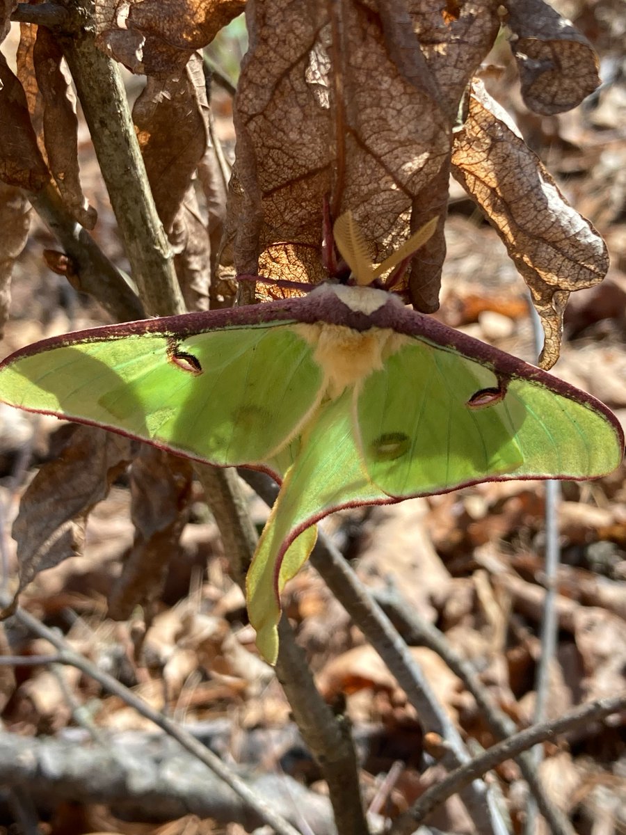 UMassAmherst's tweet photo. You are invited to Moth Night! Open to all ages!

🗓️ Wednesday 7/22 from 8-10:00PM 
📍 The Pavilion on Orchard Hill (free parking in Lot 49)
🎒 Bring water, snacks, and comfortable clothes you don't mind getting dirty. https://t.co/dbtfY2fWIs https://t.co/dsxE8H1G1z