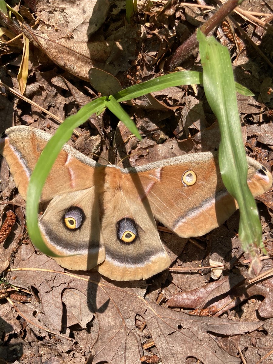 UMassAmherst's tweet photo. You are invited to Moth Night! Open to all ages!

🗓️ Wednesday 7/22 from 8-10:00PM 
📍 The Pavilion on Orchard Hill (free parking in Lot 49)
🎒 Bring water, snacks, and comfortable clothes you don't mind getting dirty. https://t.co/dbtfY2fWIs https://t.co/dsxE8H1G1z