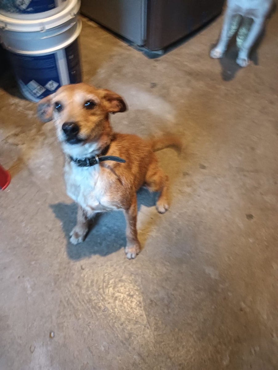 VIBRAmascotas's tweet photo. Amigos :( una vez más les suplicamos ayuda 
Para pagar las pensiones de estos chaparritos 
😓😓😓
No tienen solicitud de adopción 
Mañana se tienen que pagar $1000 por cada uno 
Puedes donar ,50 , 100 pesitos ?por favor 🙏🏼 
Todo es de muchísima ayuda para ellos. 
BBVA 
Diana Carolina Rosales Pérez 
4152314199269617
Clabe 012180015995475465

Spin Oxxo 
4217 4700 5339 4454
#sos #ayuda #dona