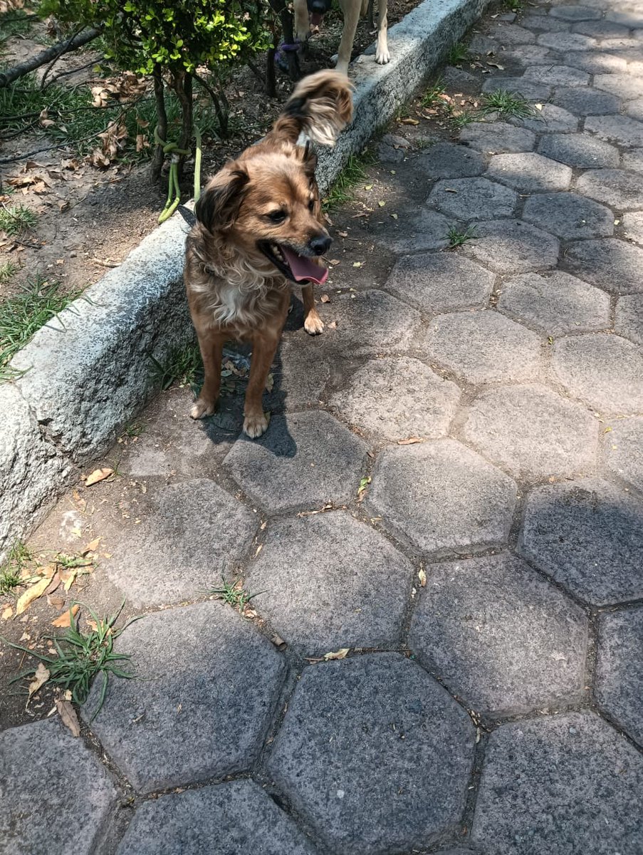 VIBRAmascotas's tweet photo. Amigos :( una vez más les suplicamos ayuda 
Para pagar las pensiones de estos chaparritos 
😓😓😓
No tienen solicitud de adopción 
Mañana se tienen que pagar $1000 por cada uno 
Puedes donar ,50 , 100 pesitos ?por favor 🙏🏼 
Todo es de muchísima ayuda para ellos. 
BBVA 
Diana Carolina Rosales Pérez 
4152314199269617
Clabe 012180015995475465

Spin Oxxo 
4217 4700 5339 4454
#sos #ayuda #dona