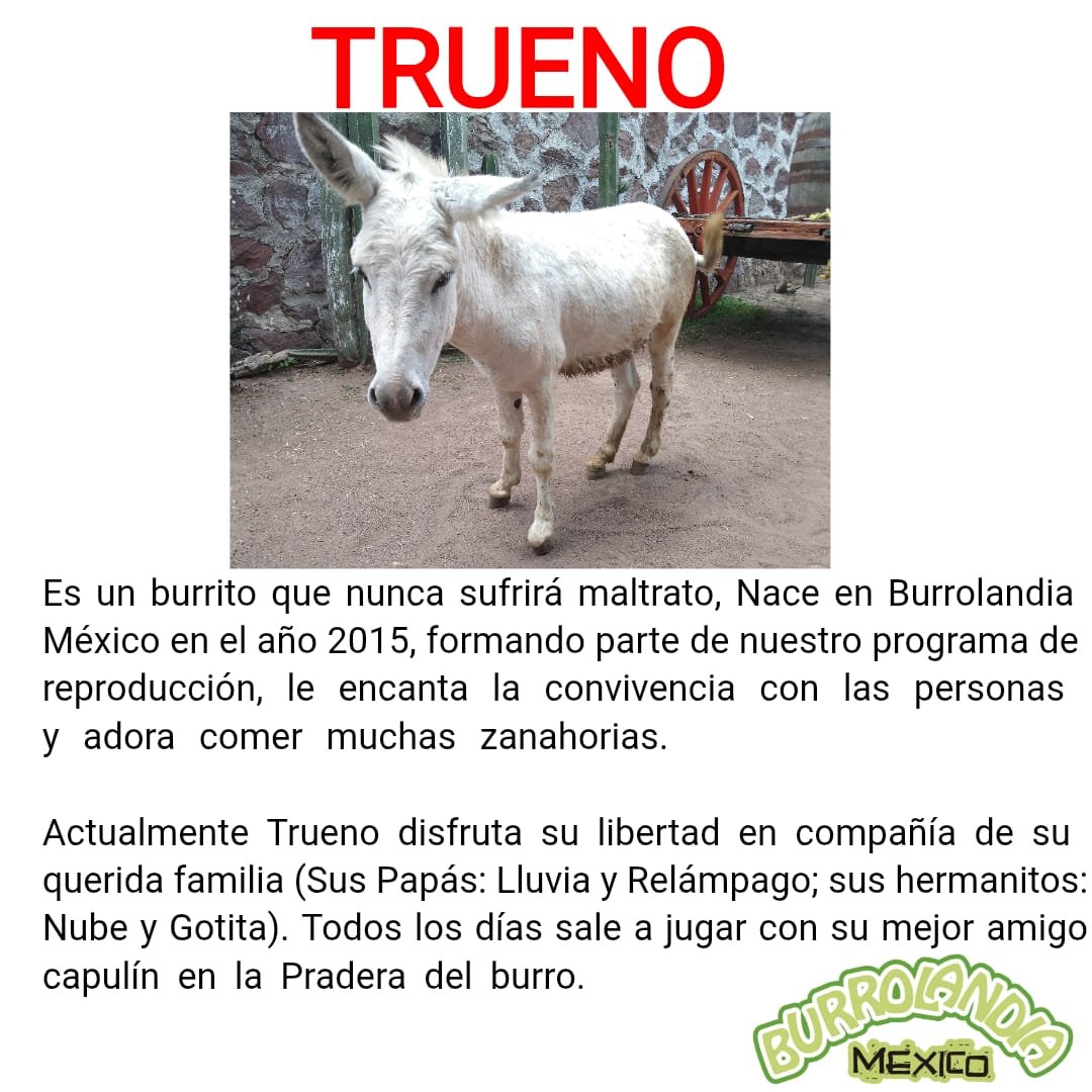 Burrolandia_mx tweet picture