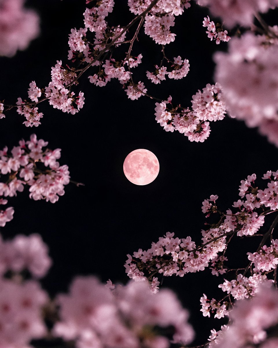 etheravibe's tweet photo. the moon in bloom 🌸 https://t.co/QjQ4J11iKG