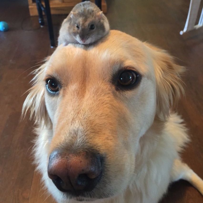 quokbitism's tweet photo. https://t.co/qiBnryFSnX