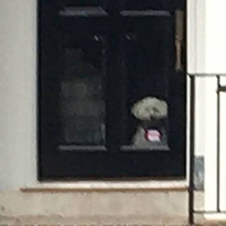 CShred21's tweet photo. @tedcruz You left your dog with no power… https://t.co/RMYgk9z1i4