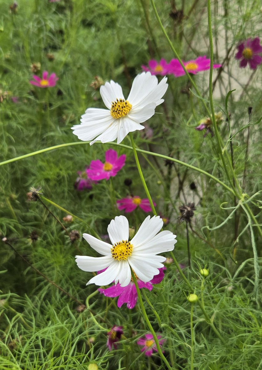 コスモスもう咲いてるのね⋯ #散歩