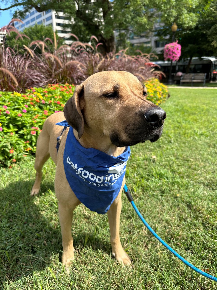 uspetfood's tweet photo. Happy #NationalMuttDay from PFI pup Picasso! 💙🐶 Share a photo of your favorite mutt in the comments! https://t.co/RVP6Nr81RL