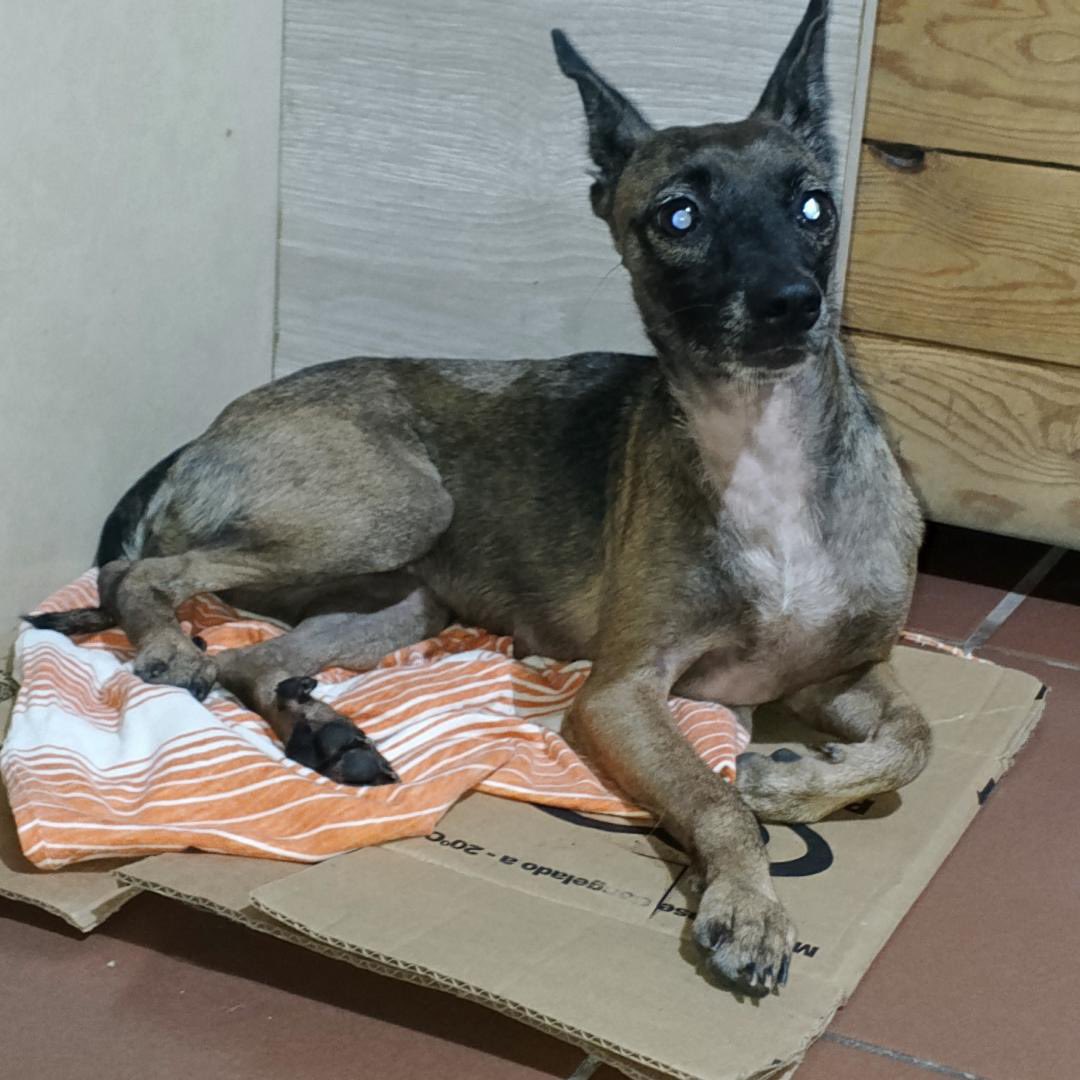 AlertaMePerdi's tweet photo. #ENCONTRADA #GUAYAQUIL
Fecha: 2026-07-01
Sector: Centro, Barrio Garay, Colon y la 12
Sexo: Hembra
Raza: Mestizo
Observación: Color negro con café
Contacto: 0980583500
¡Ayúdalo a volver con su familia!
 #AlertaMePerdí https://t.co/yROMpuDm79