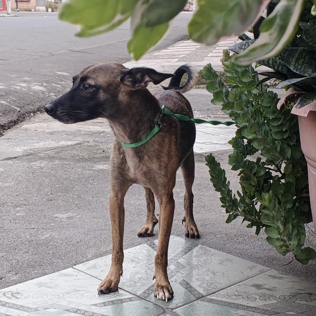 AlertaMePerdi's tweet photo. #ENCONTRADA #GUAYAQUIL
Fecha: 2026-07-01
Sector: Centro, Barrio Garay, Colon y la 12
Sexo: Hembra
Raza: Mestizo
Observación: Color negro con café
Contacto: 0980583500
¡Ayúdalo a volver con su familia!
 #AlertaMePerdí https://t.co/yROMpuDm79