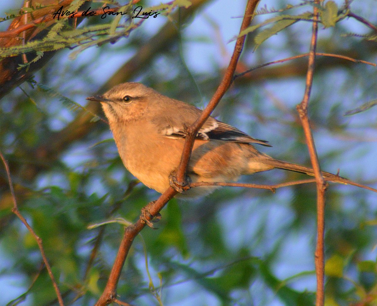 OtroVivoMas's tweet photo. Una de las especies que viene a San Luis en invierno y migra hacia la Patagonia en verano. #Taxojueves de #Mimidae
Calandria mora (Mimus patagonicus) https://t.co/DjhgSAjiLV