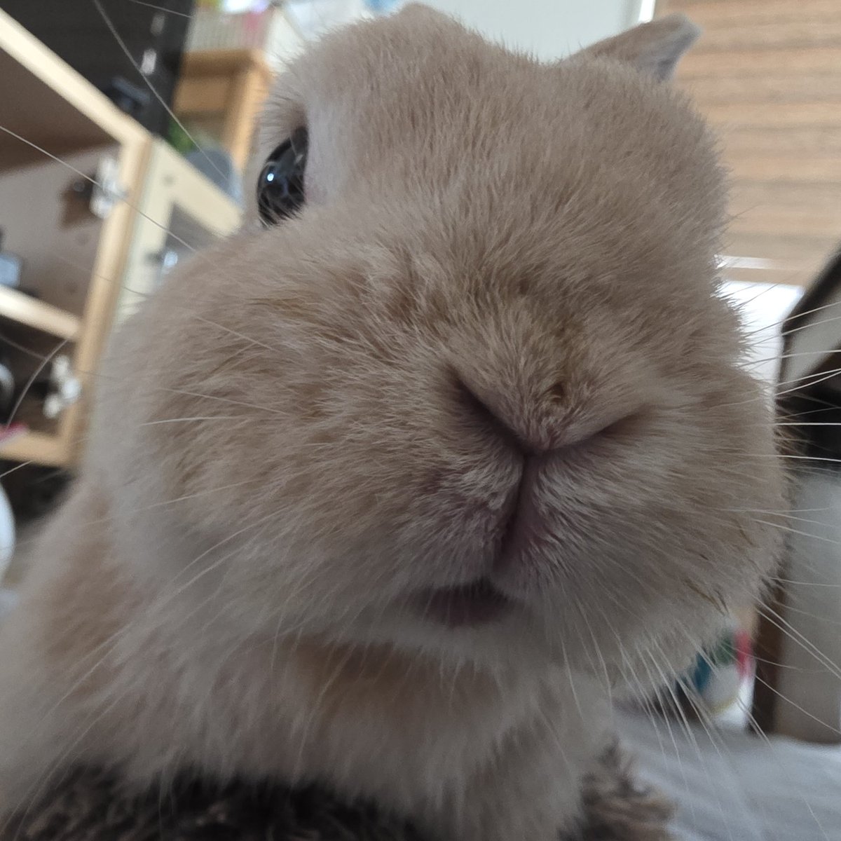 satouplant2025's tweet photo. おはようございます
今朝の体重は893g
安定した体重😃✨
どアップでグッモーニン！☀️🐰 https://t.co/jHrttmP4RL