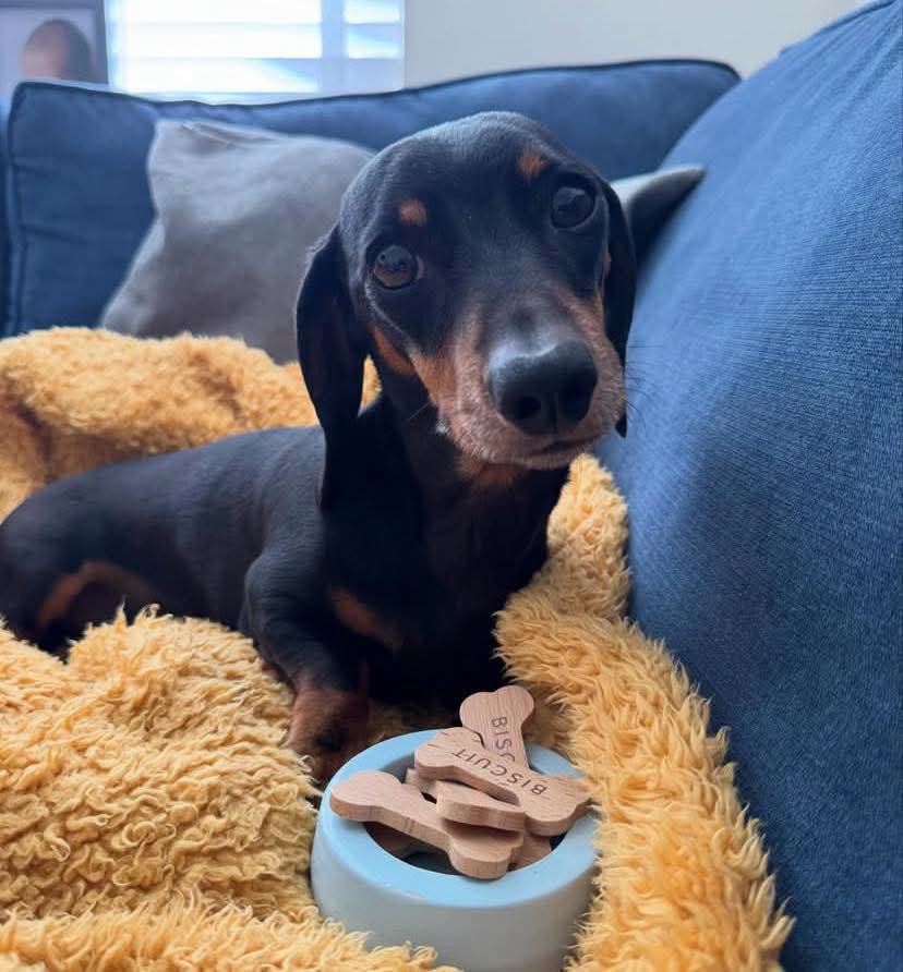 Dachshund__Love's tweet photo. Excellent photography 🥰❤️ https://t.co/Ewt5nksqNx
