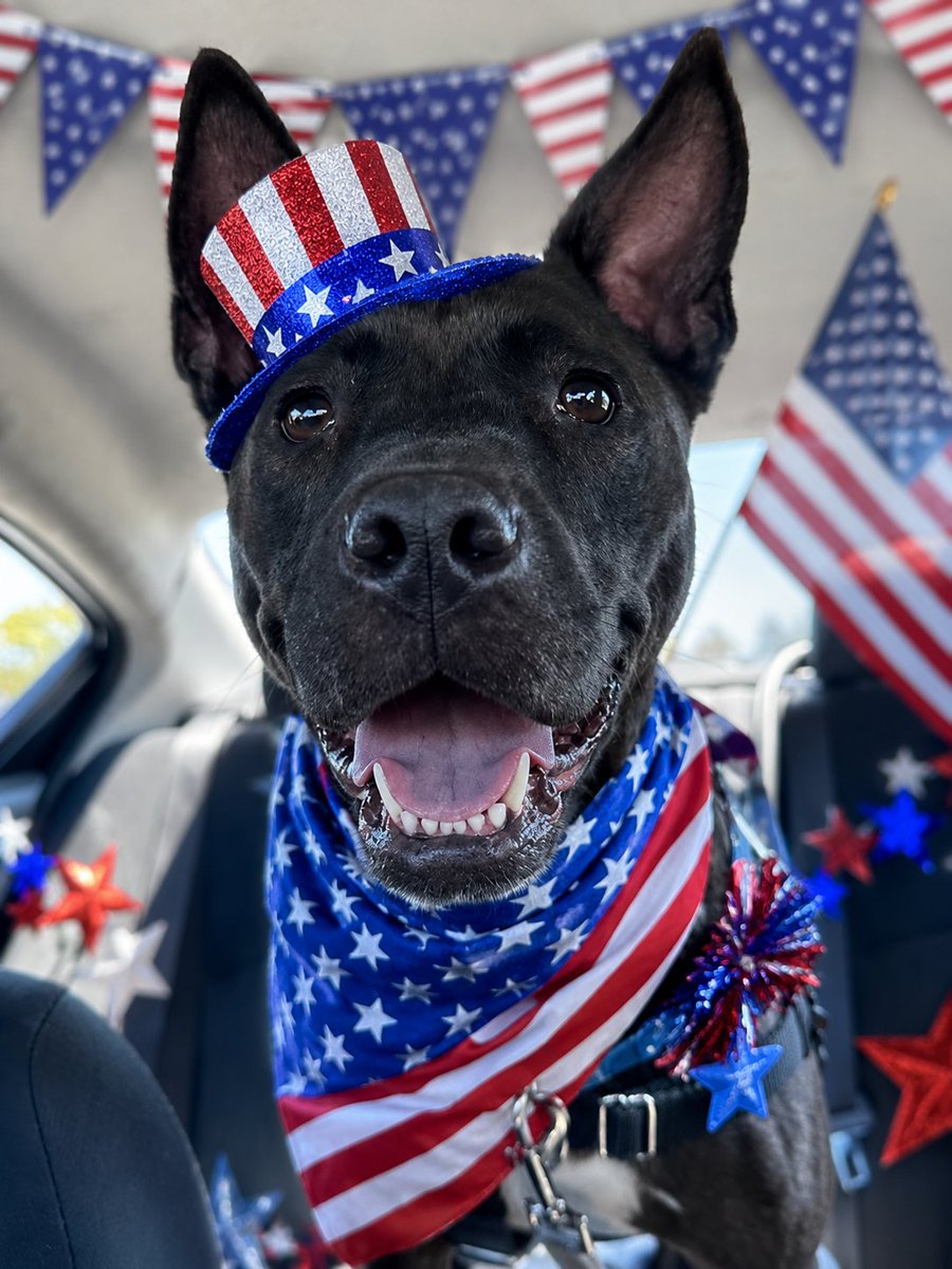 BrandywineSPCA's tweet photo. Happy Independence Day! 🇺🇸

We're celebrating 250 years of freedom, and our adoptable dogs and cats are joining in the fun. ❤🤍💙 Stop by a campus near you to meet your new best friend!

Don't forget: We are closed today, but we will resume regular hours tomorrow. https://t.co/CZUltTseKc