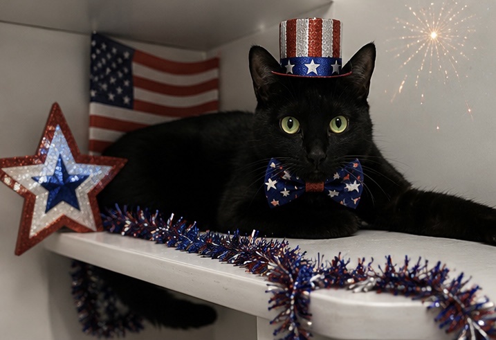 BrandywineSPCA's tweet photo. Happy Independence Day! 🇺🇸

We're celebrating 250 years of freedom, and our adoptable dogs and cats are joining in the fun. ❤🤍💙 Stop by a campus near you to meet your new best friend!

Don't forget: We are closed today, but we will resume regular hours tomorrow. https://t.co/CZUltTseKc