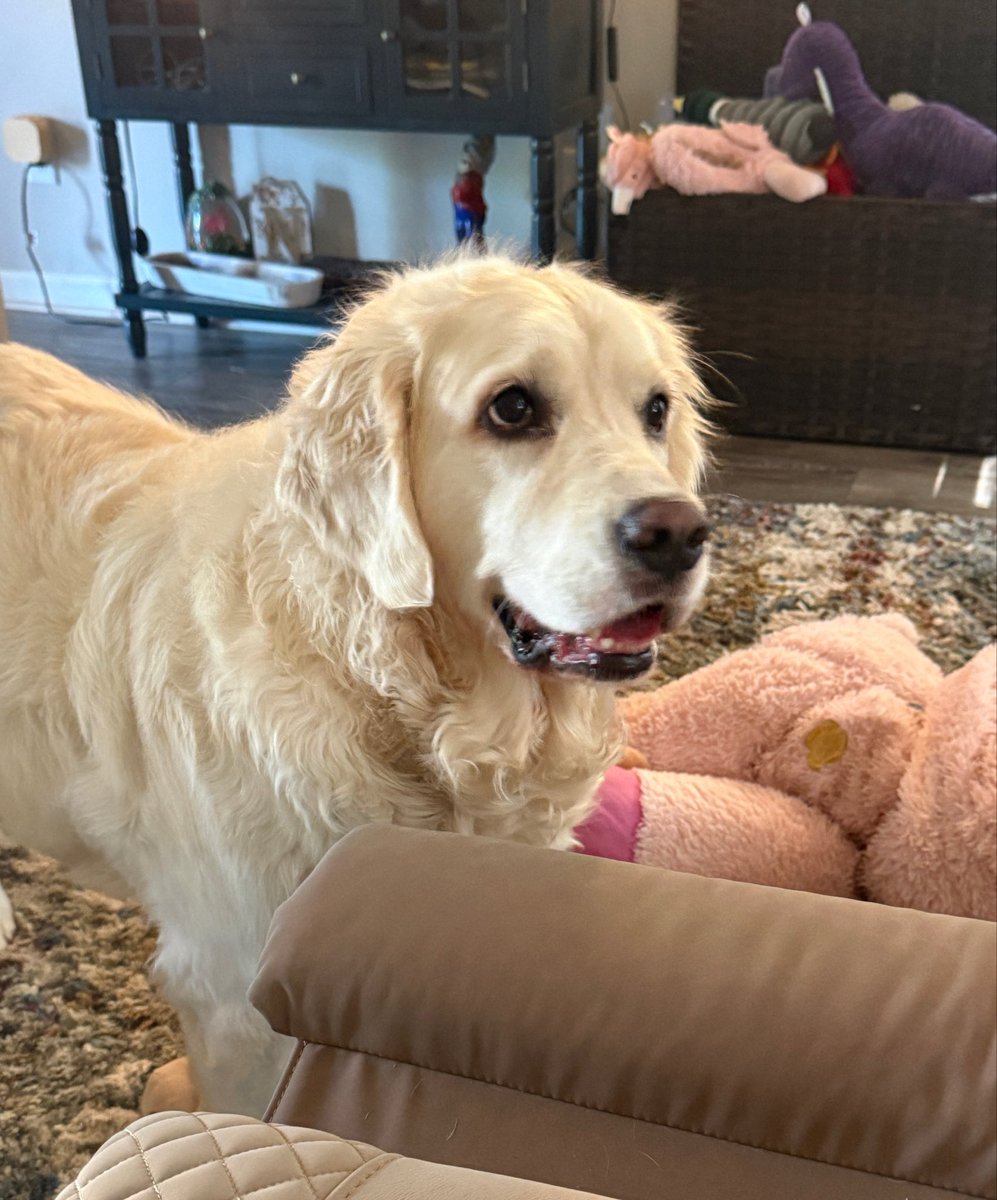 MaggieMaeGolden's tweet photo. Feeling bootiful! Can’t wait to celebrate with my pawrents on the 250th this weekend. https://t.co/DvWEwyyt5K