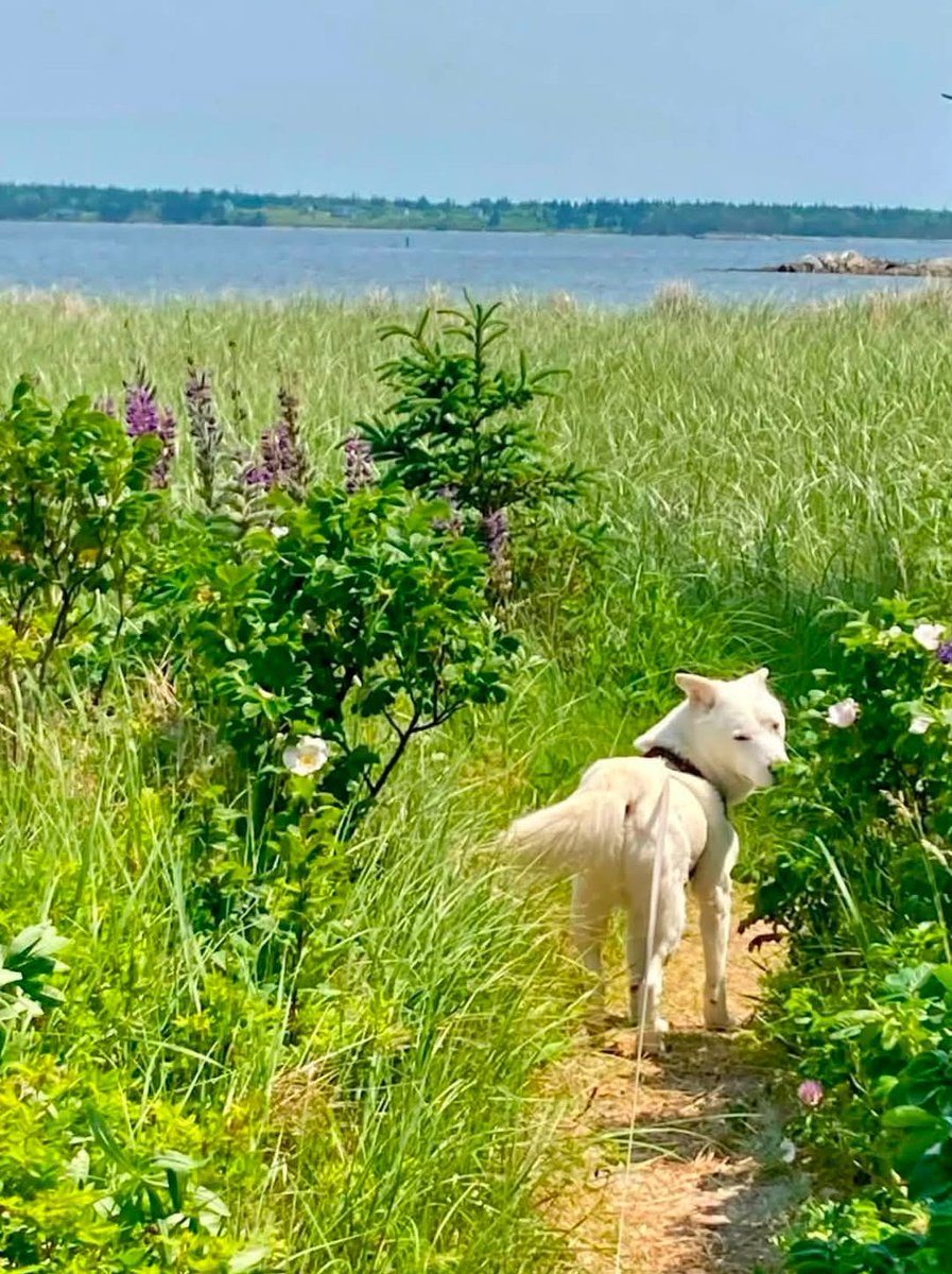 NamiKim_DogsSK's tweet photo. Sharing from Gerry Romanczak
"Boris now at 6 years with us. He is so gentle and gets along with all dogs. He is still shy with humans but he is terrific with us"
BORIS, #SouthKorea #DogMeatTrade survivor
#SaveKoreanDogs https://t.co/fun9nyRDV7