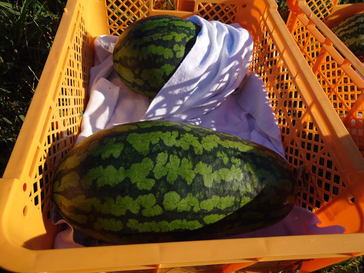 N_Metal_Shin's tweet photo. ペイズリー
初収穫　1個目
6.5kg
産直に出荷
値段は…
ギリギリまで検討！ https://t.co/SmWqz2Fjrb