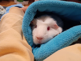TruthThePiggie's tweet photo. 窓枠菜園のおネギさん、だいぶ大きくなった。
「モルモット＊リーズンの発見」更新
https://t.co/St9LoRchqo https://t.co/2dtUpjRjNV