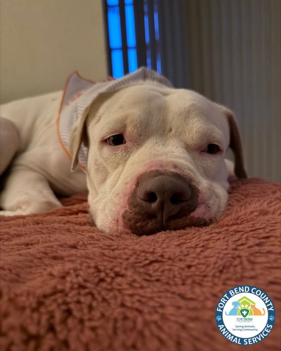 Dubs4Mutts's tweet photo. 🐶 Frank ♥️  still needs a fireworks foster - or a foster or a forever pawparent 🙏🏽🏡 Please someone give him a safe space this 4th of July weekend 🎇 250 celebration! 😢 He’s such a good boy. Frank is waiting for his hero in Rosenberg, Texas (Fort Bend) 🇺🇸 https://t.co/R0WNnlS1XG