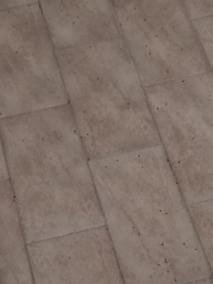 schisano85's tweet photo. Gentilissimo @Nicola_Bressi dalla foto non si capisce, ma qui nella mia cittadina(provincia di Napoli)siamo sommersi da una specie di moscerini o formiche alzate, ma a livello che hanno ricoperto tutto il terrazzo....forse è complice il maltempo e la tempesta magnetica in atto? https://t.co/lJ8LMBwZf1