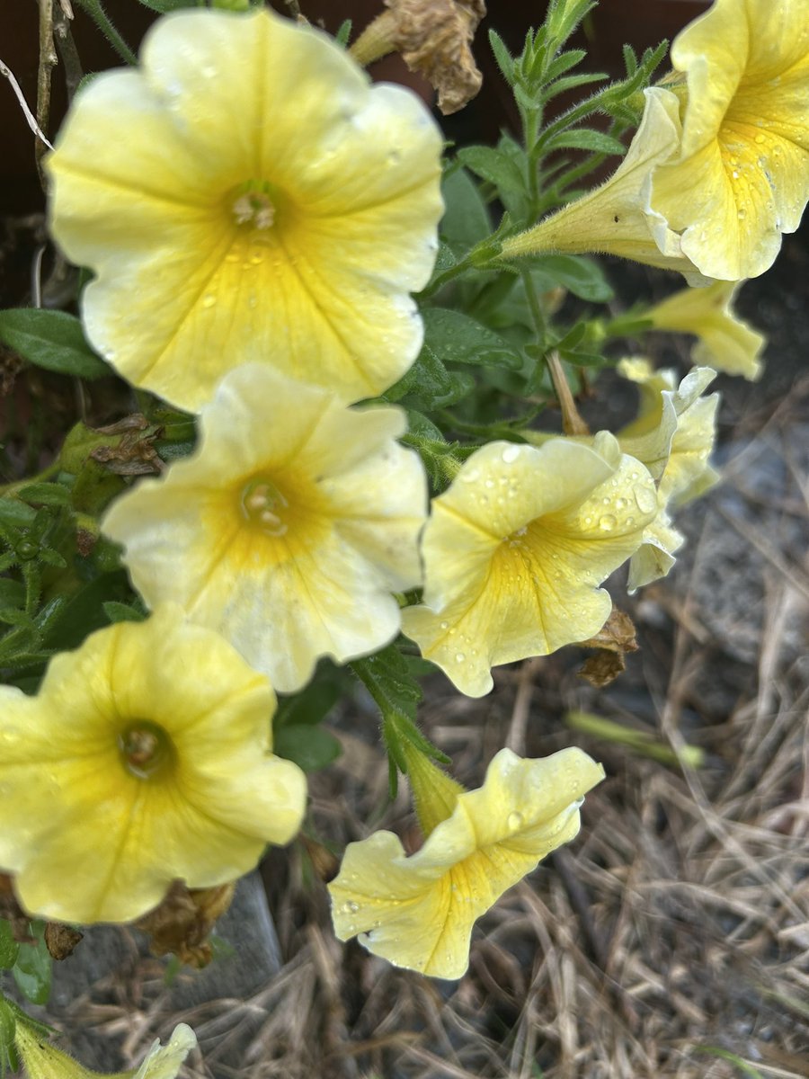 70burogu_'s tweet photo. おはようございます🌞
今日は昨日とは違う日です
一日、一日今を楽しむ毎日
にしたいです
#今に集中
#黄色い花💐 https://t.co/Lirl1GVuKb