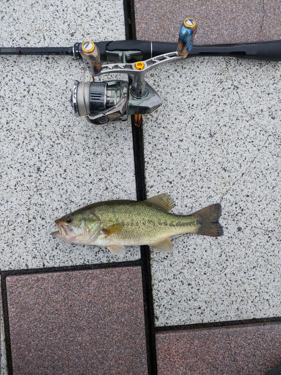 bisha0518ab's tweet photo. コバスばっかでも釣れれば楽しいね！
2026．7/3現在釣果
ラージ53
スモール21
ギル2 https://t.co/WCUbnNnfmU