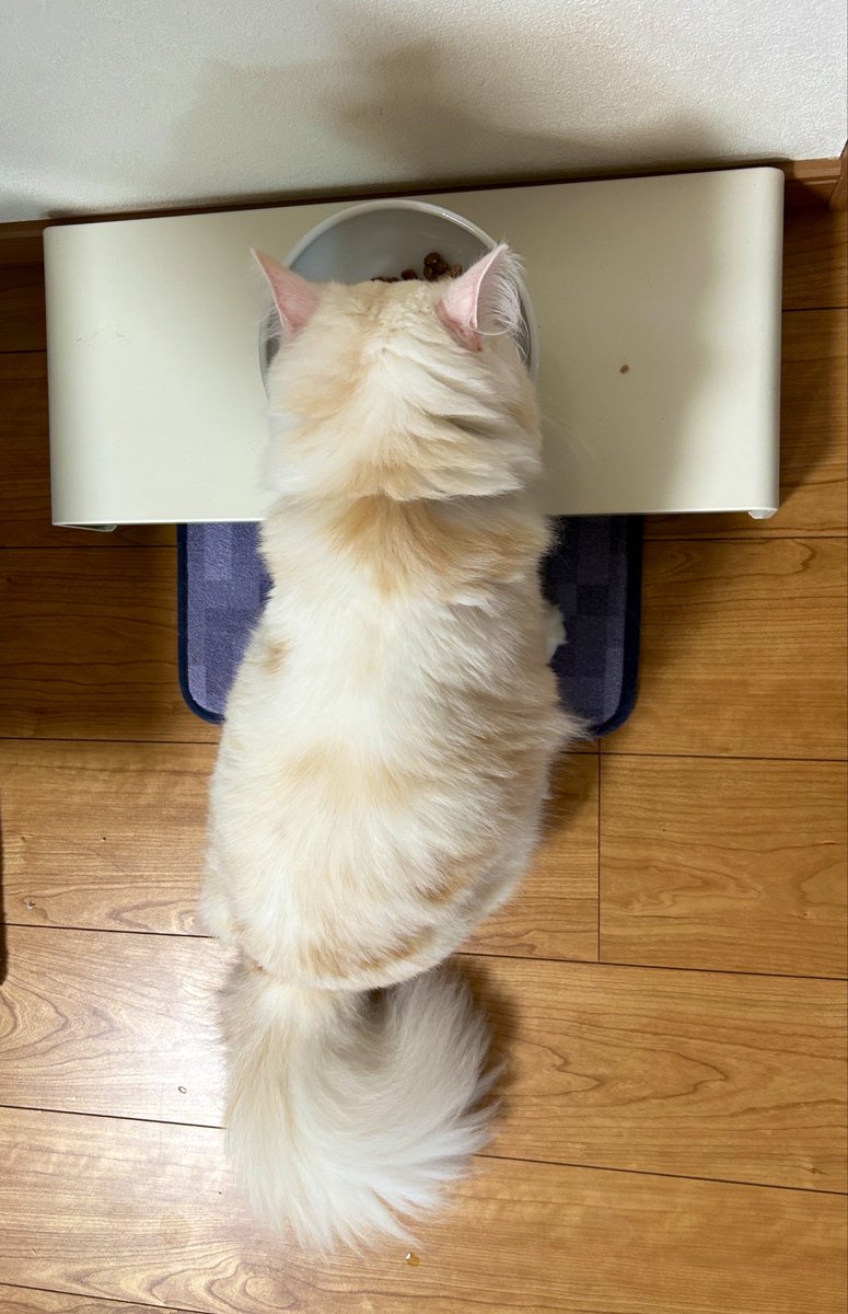 miruchi928's tweet photo. 新入りらむねが来て6日目の朝。らむねのうんちは2回しており、回復傾向！お薬様々だし、ご飯を皿がピッカピカになるまで舐め回す食いしん坊なので薬もしっかり飲めてえらいらむち。
みるちも、久々にキッチンじゃなく前の場所でご飯を食べられるように！良いね！！ https://t.co/aPzJRHTb3N
