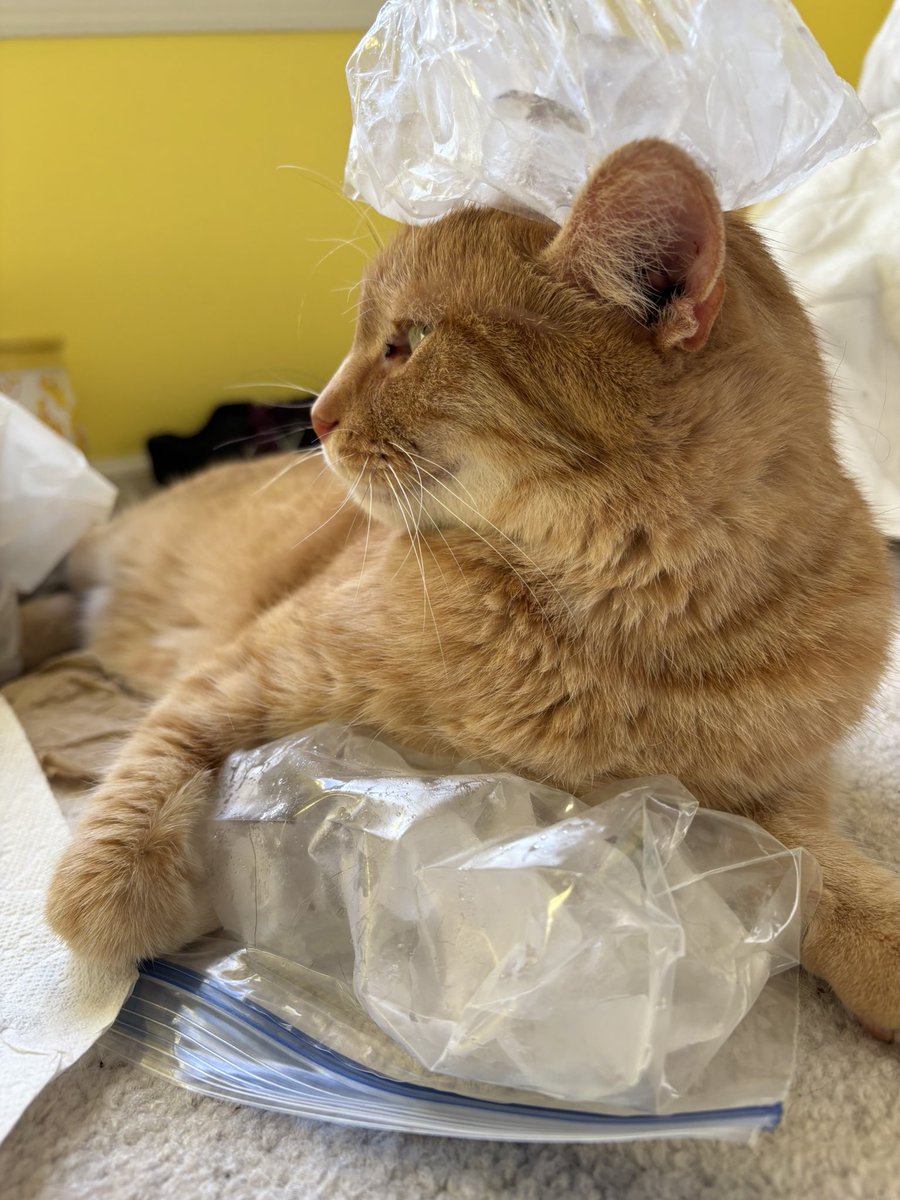 moonlitelines's tweet photo. guys my ac broke how do i keep my cat cool he’s cuddling ice https://t.co/v5CiWHyYzZ