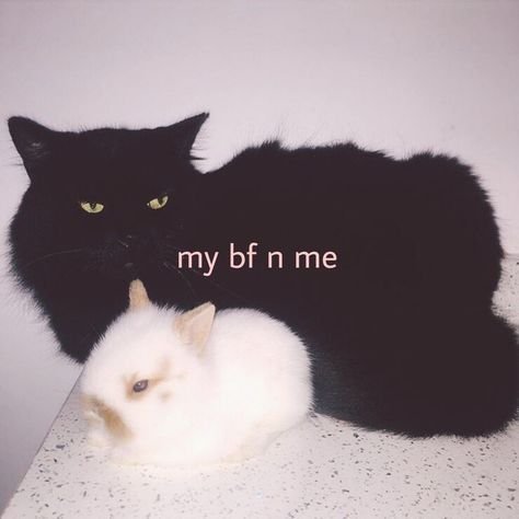 evilcutebunnie's tweet photo. https://t.co/8QEYl23YKe