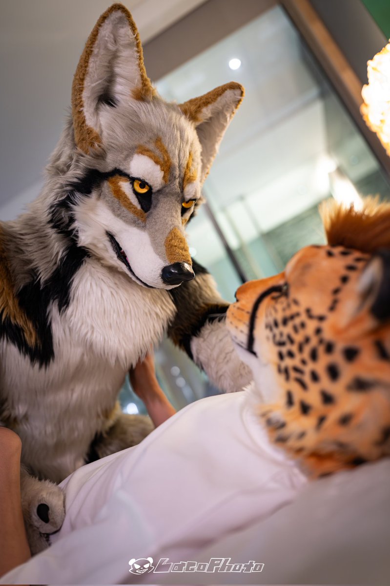 Akino_Jubatus's tweet photo. Shall we settle who is superior?
📸 @Lacotot
#FursuitFriday https://t.co/0QlunvbMOZ