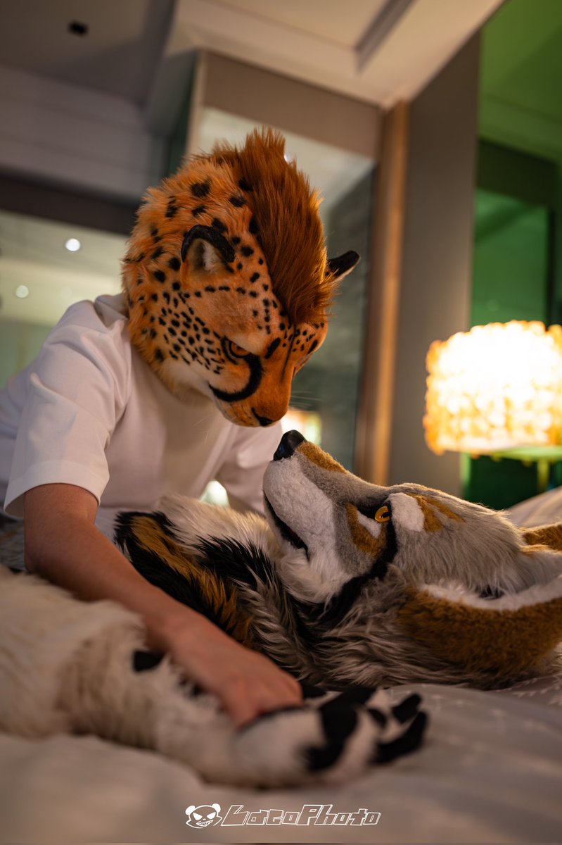 Akino_Jubatus's tweet photo. Shall we settle who is superior?
📸 @Lacotot
#FursuitFriday https://t.co/0QlunvbMOZ