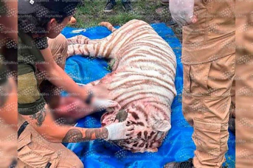 Erika_Velasco_'s tweet photo. Dice la alcaldesa de Tepetlaoxtoc, Diana Lizbeth Morales, que el tigre de bengala fue sedado durante su captura, alrededor de las 6 de la mañana, y que no presentaba heridas que comprometieran su vida. ¿Entonces la Profepa miente? Esto es gravísimo. https://t.co/R51CE9hRXH https://t.co/XMs5Behplf